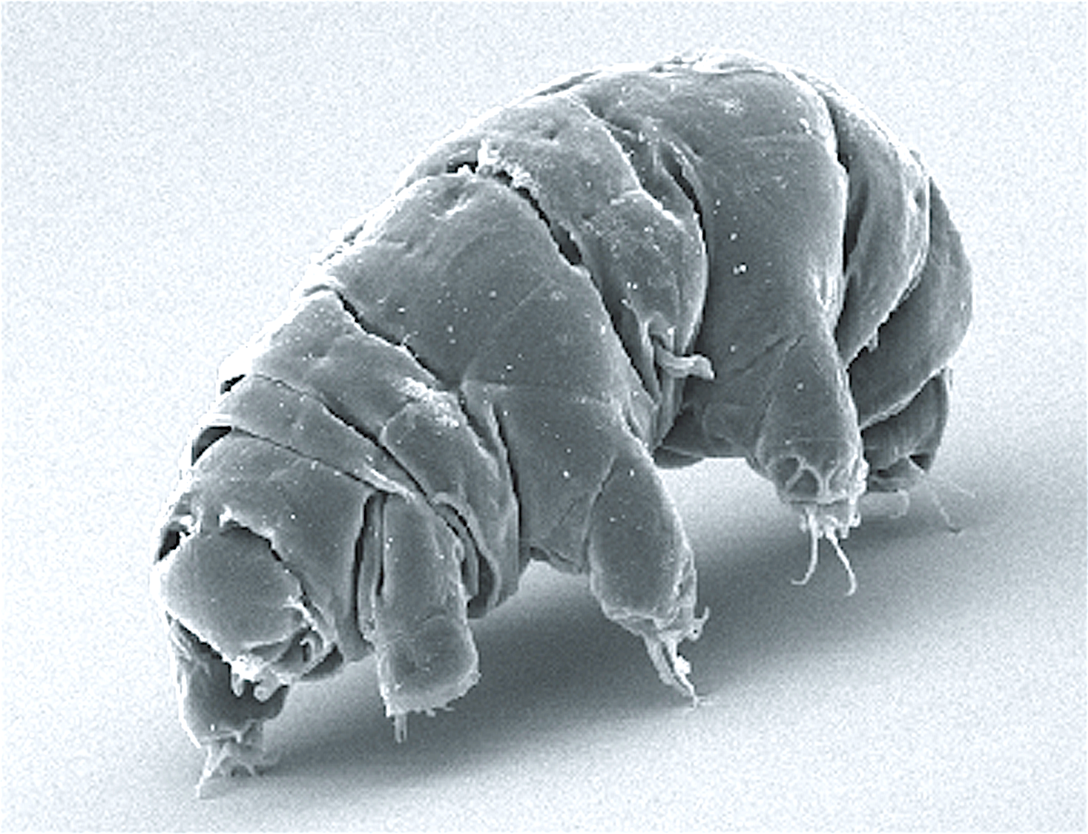 Tardigrades Are the Cockroaches of Space