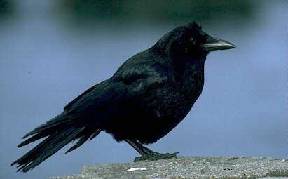 Crows Remember Every Face That Wronged Them