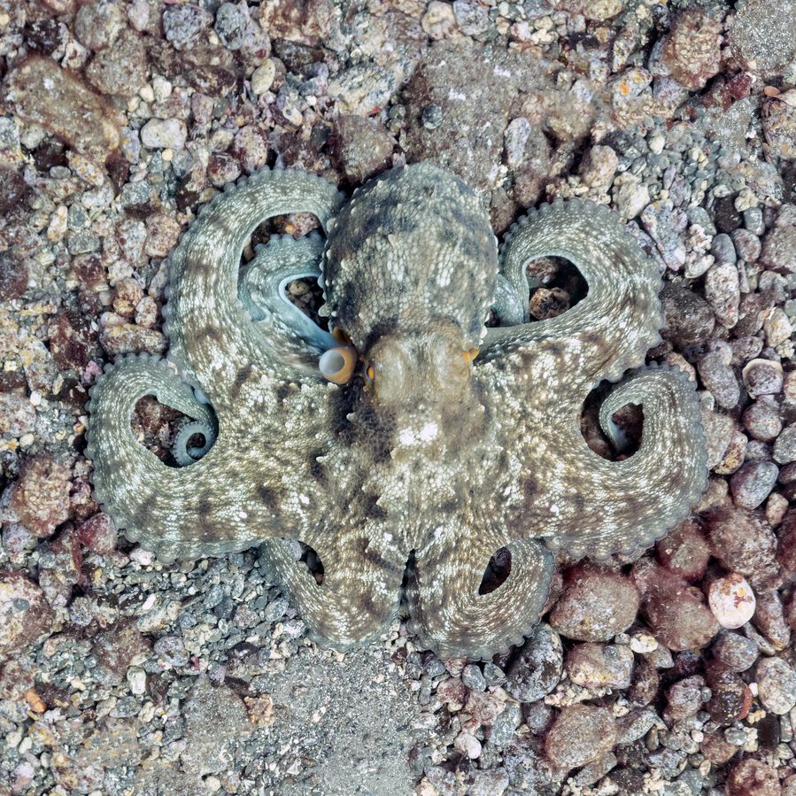 Octopuses Have Nine Brains