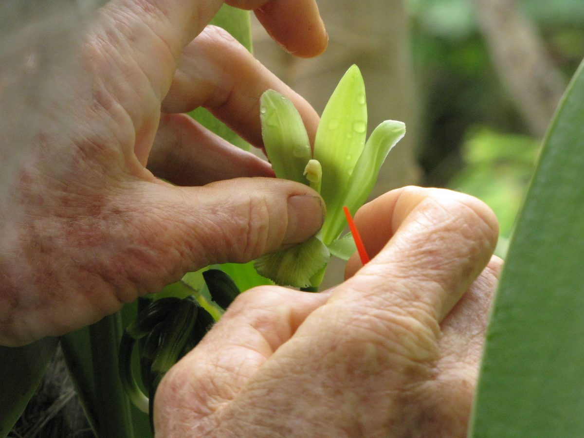 A 12-Year-Old Invented Vanilla