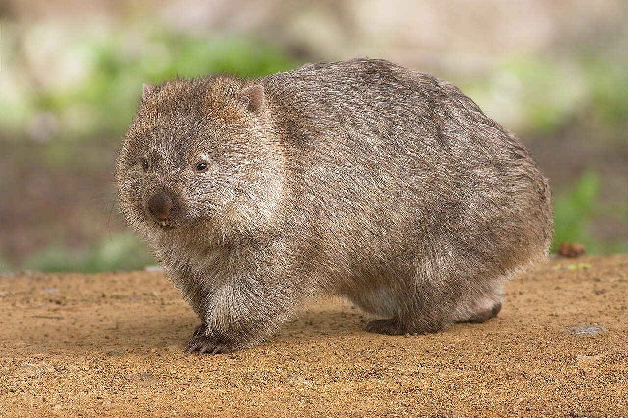 Wombats Poop in Cubes
