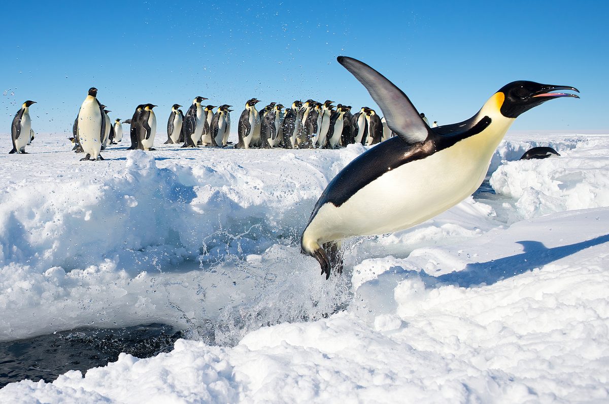 Emperor Penguins: 85% Cheat